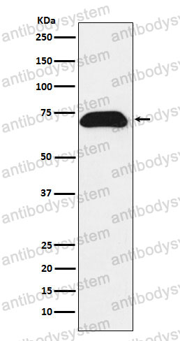 Anti-NHERF-3/PDZK1 Antibody (R2N92)