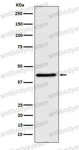 Anti-WIF1 Antibody (R2N96)