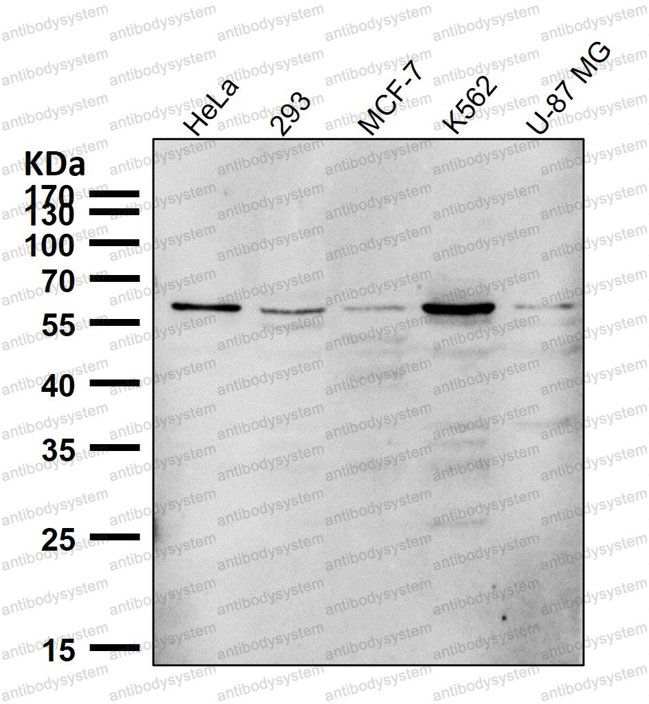 Anti-PTBP2 Antibody (R2N99)