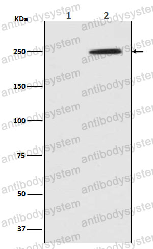 Anti-Phospho-EIF2AK4/GCN2 (T899) Antibody (R1A36)