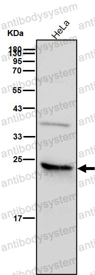 Anti-MRRF Antibody (R1A43)