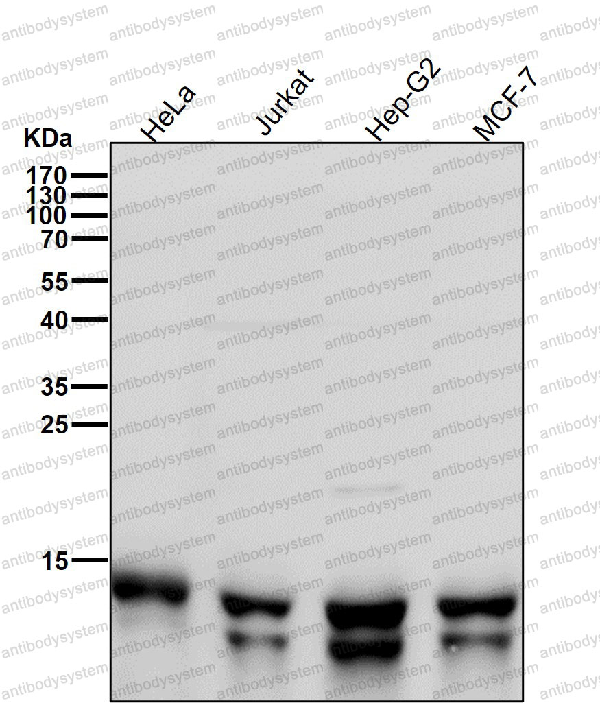 Anti-RNF7 Antibody (R1B45)