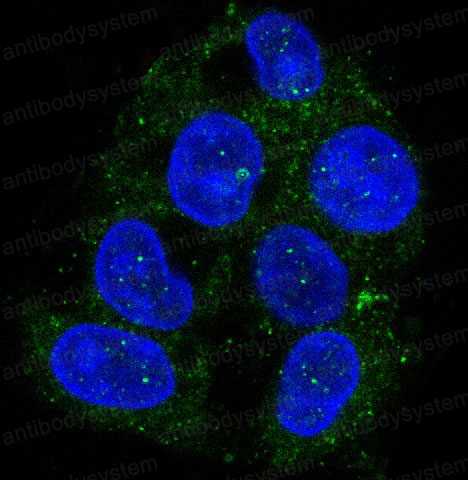 Anti-ATG9A Antibody (R2P10)