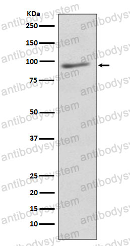 Anti-AGO3 Antibody (R2P14)