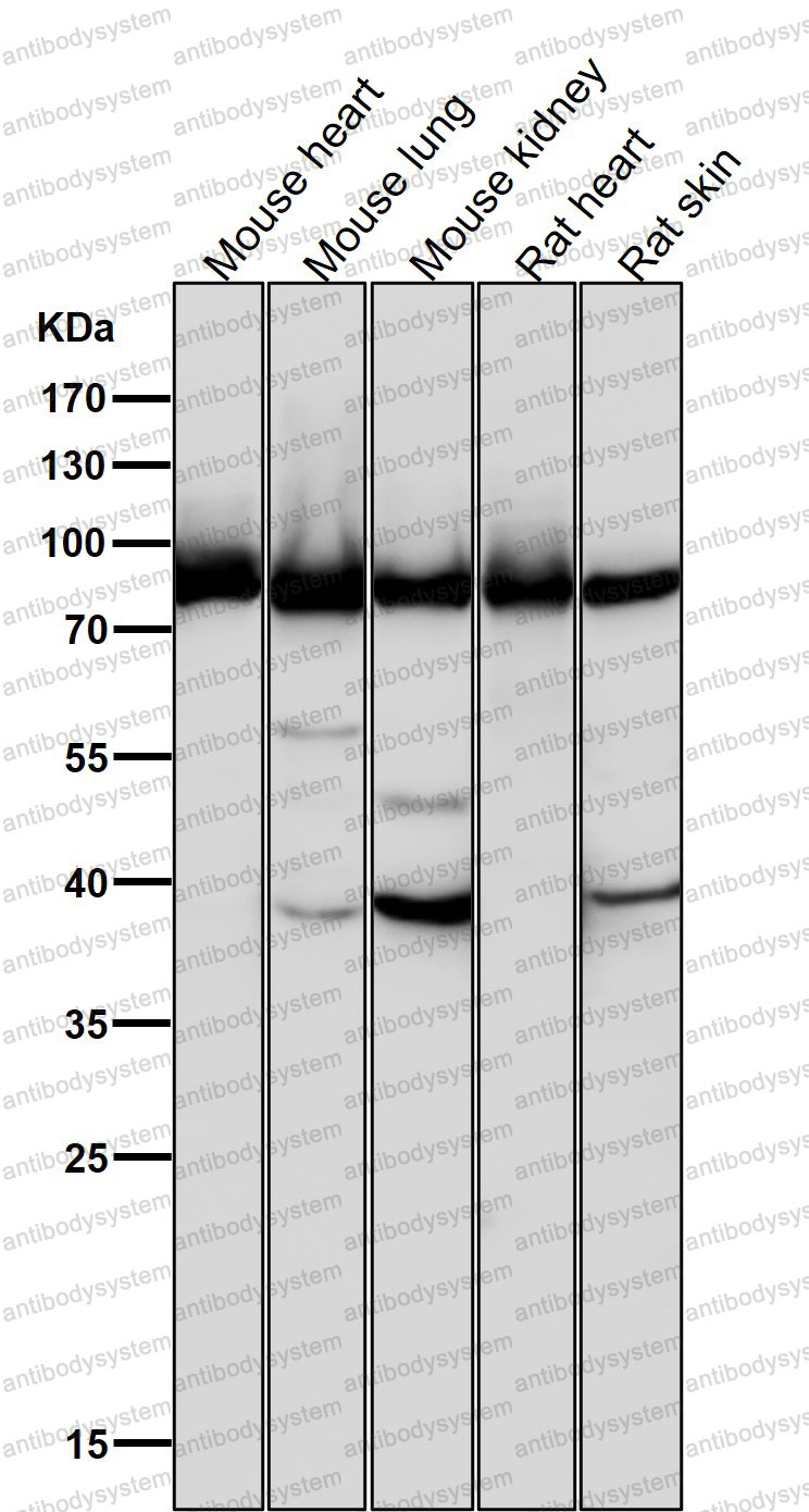 Anti-AGO2 Antibody (R2P21)