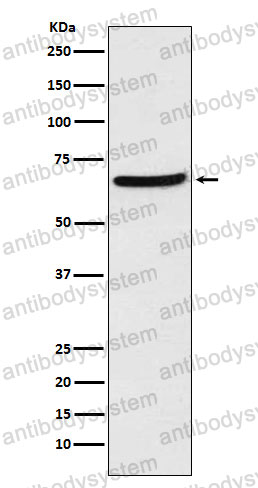 Anti-CDT1 Antibody (R2P30)