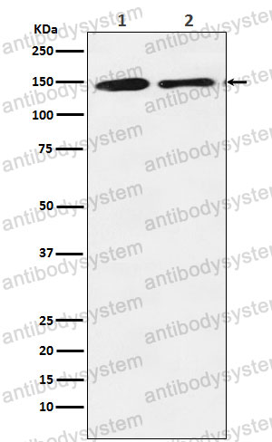 Anti-SIN3A Antibody (R2P33)