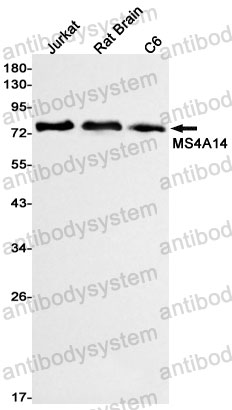Anti-MS4A14 Antibody (R2P52)