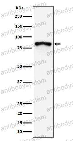 Anti-MS4A14 Antibody (R2P51)