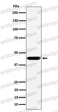 Anti-KCTD9 Antibody (R2P53)