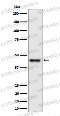 Anti-DAZAP1 Antibody (R2P57)