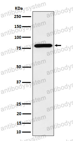 Anti-PRMT7 Antibody (R2P62)
