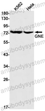 Anti-GNE Antibody (R2P65)