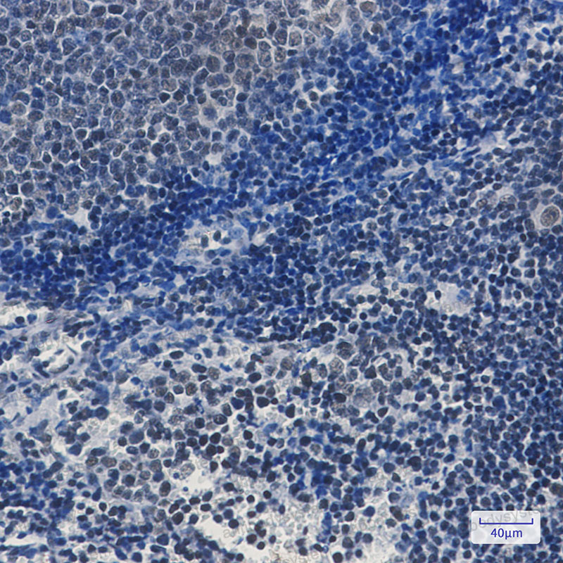 Anti-TAF3 Antibody (R2P73)