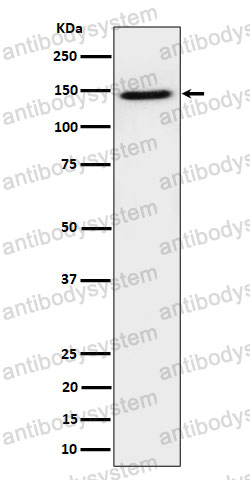 Anti-TAF3 Antibody (R2P72)