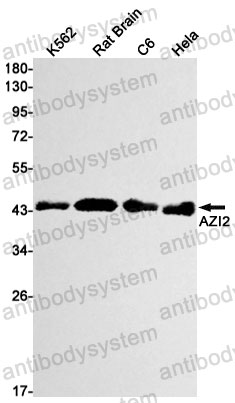 Anti-AZI2 Antibody (R2P75)