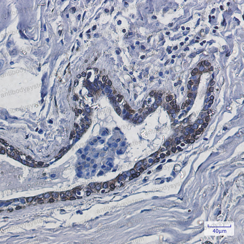 Anti-TMEM43 Antibody (R2P84)