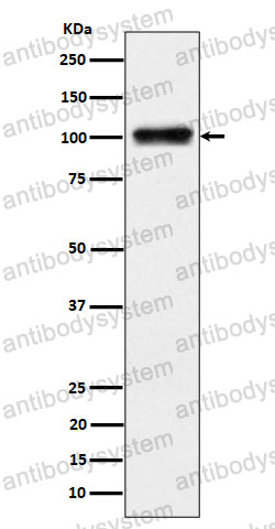 Anti-SYNE3 Antibody (R2P90)