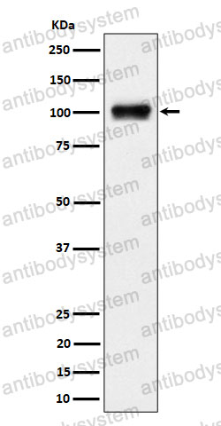 Anti-SYNE3 Antibody (R2P89)