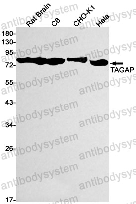 Anti-TAGAP Antibody (R2P93)