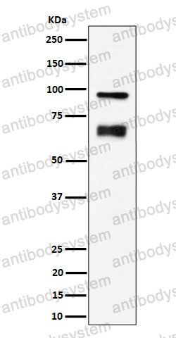 Anti-TAGAP Antibody (R2P92)