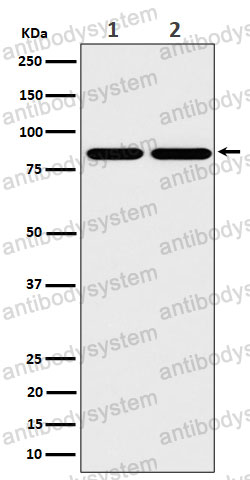 Anti-RASEF Antibody (R2P94)