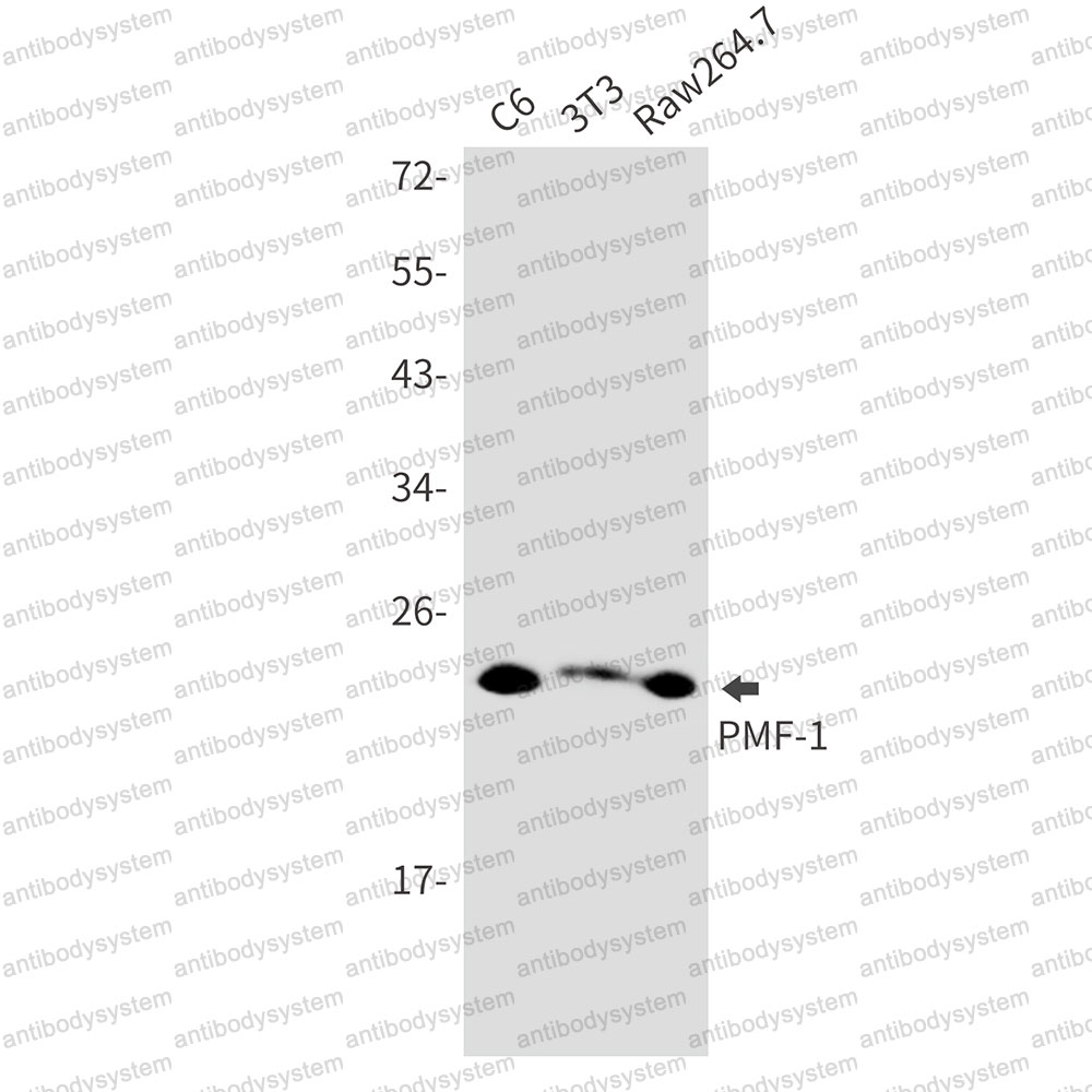 Anti-PMF1 Antibody (R2P97)
