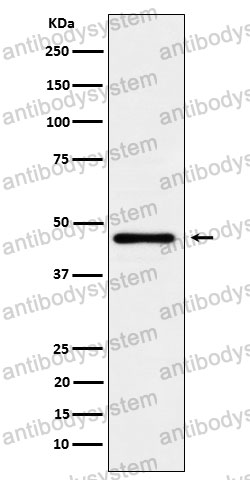 Anti-LFNG Antibody (R2Q08)