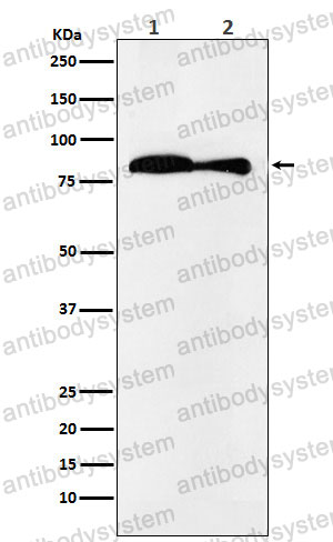 Anti-VPS35 Antibody (R2Q12)