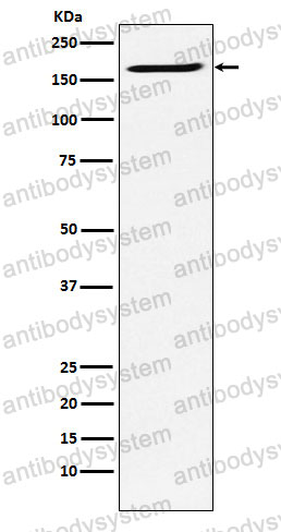 Anti-SMC4 Antibody (R2Q23)