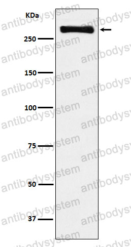 Anti-USP9X Antibody (R2Q32)