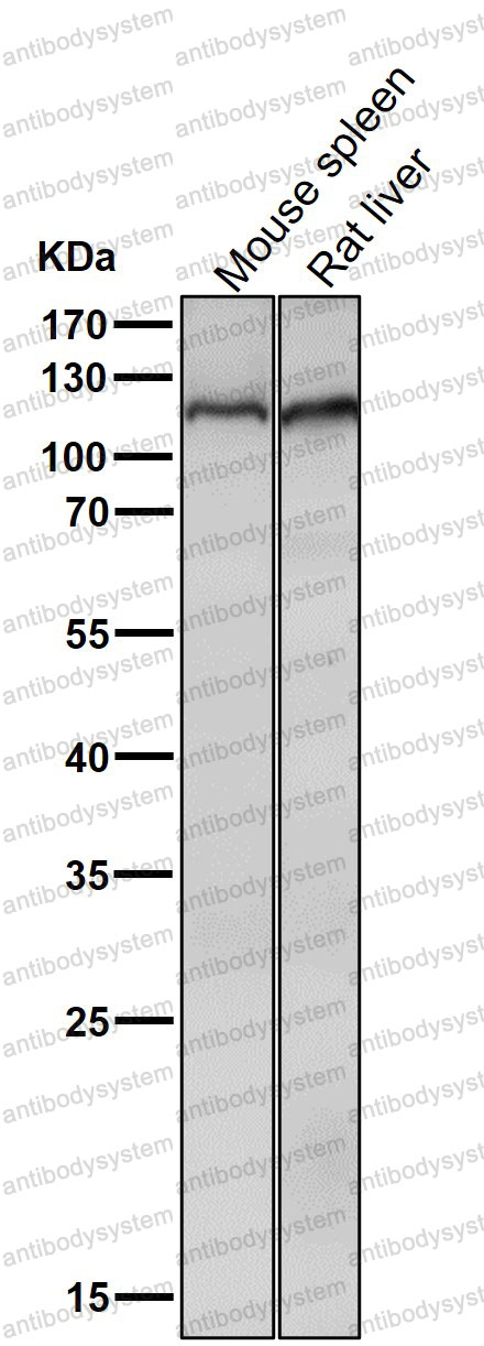 Anti-MOV10 Antibody (R2Q35)