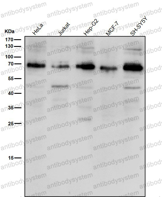 Anti-ACBD3 Antibody (R2Q45)