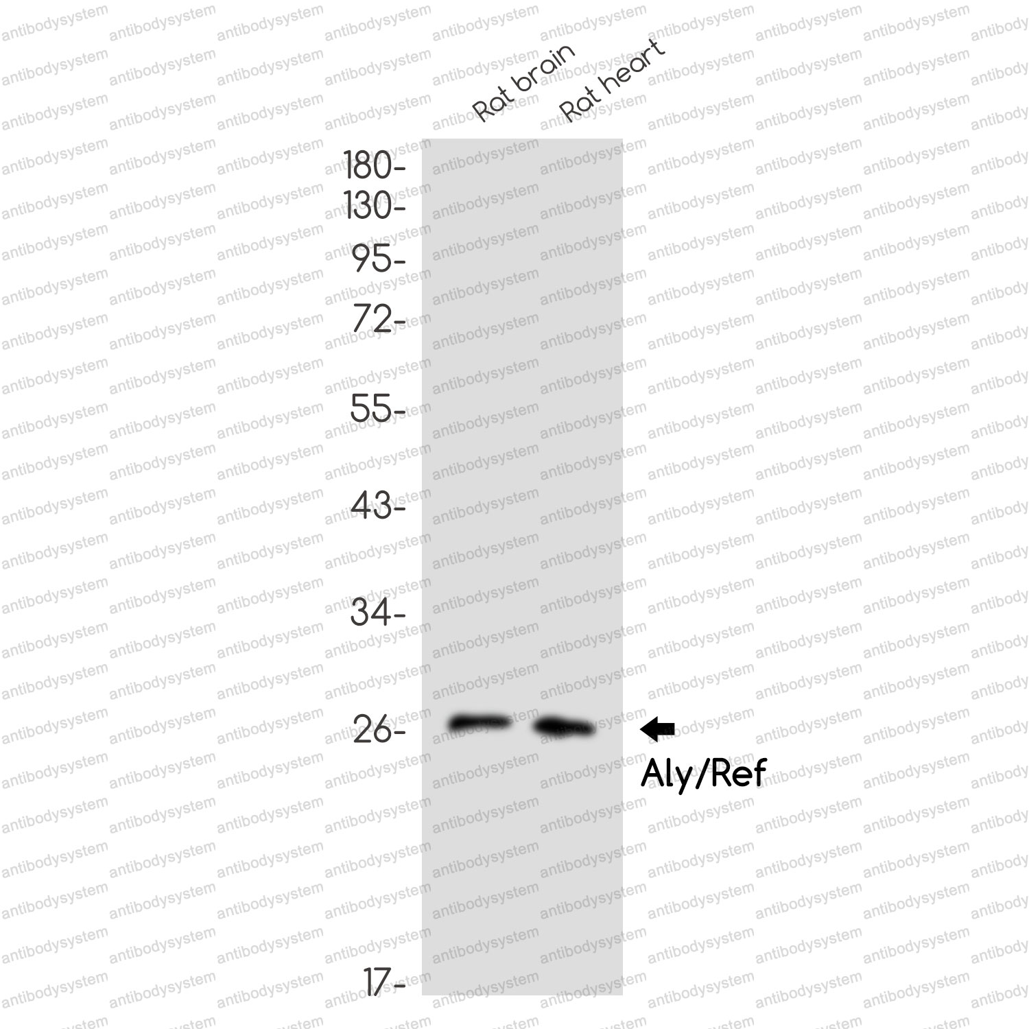 Anti-ALYREF Antibody (R2Q48)