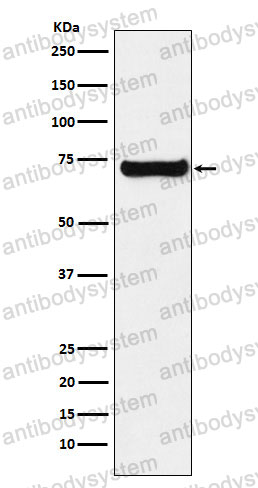 Anti-SESN1 Antibody (R2Q50)