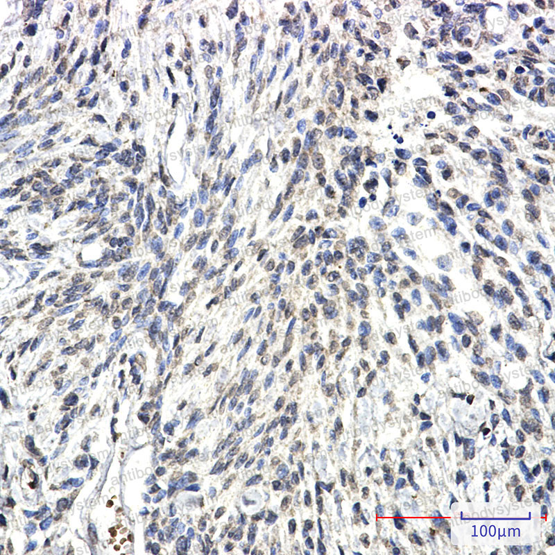 Anti-SYN2 Antibody (R2Q58)
