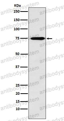Anti-SYN2 Antibody (R2Q56)