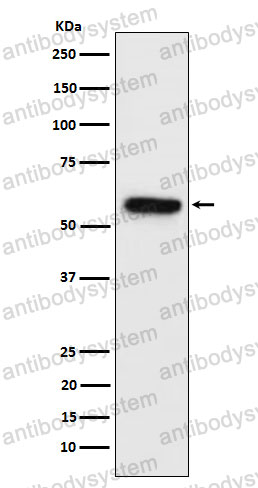 Anti-SYN2 Antibody (R2Q57)