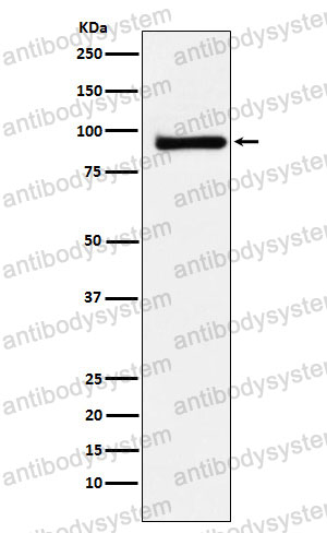 Anti-ZBTB33 Antibody (R2Q73)