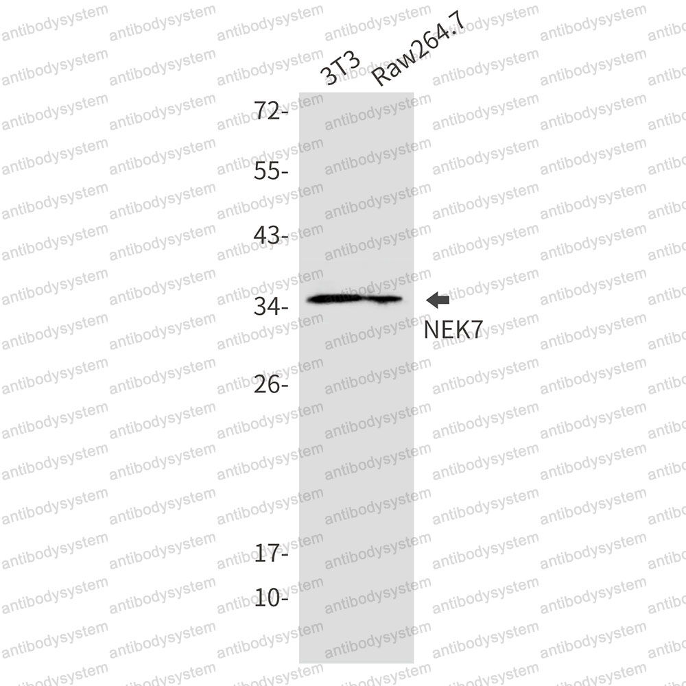 Anti-NEK7 Antibody (R2R11)