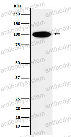 Anti-KIFAP3 Antibody (R2R19)