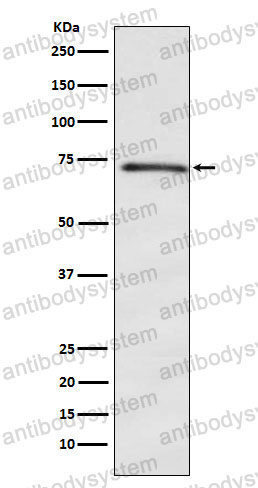 Anti-DOK1 Antibody (R2R24)