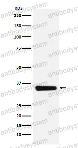 Anti-MED4 Antibody (R2R38)