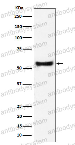 Anti-PDCD7 Antibody (R2R42)