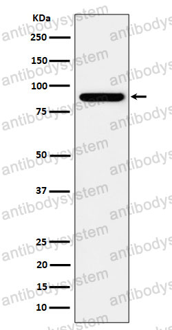 Anti-HOOK2 Antibody (R2R50)