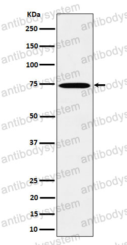 Anti-TAF15 Antibody (R2R54)