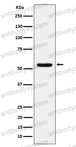 Anti-TOE1 Antibody (R2R58)