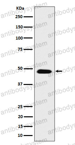 Anti-COPS4 Antibody (R2R62)