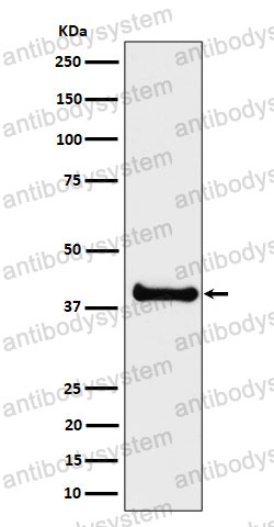 Anti-NIF3L1 Antibody (R2R63)