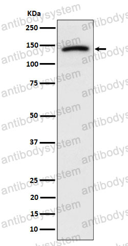 Anti-CDH10 Antibody (R2R74)